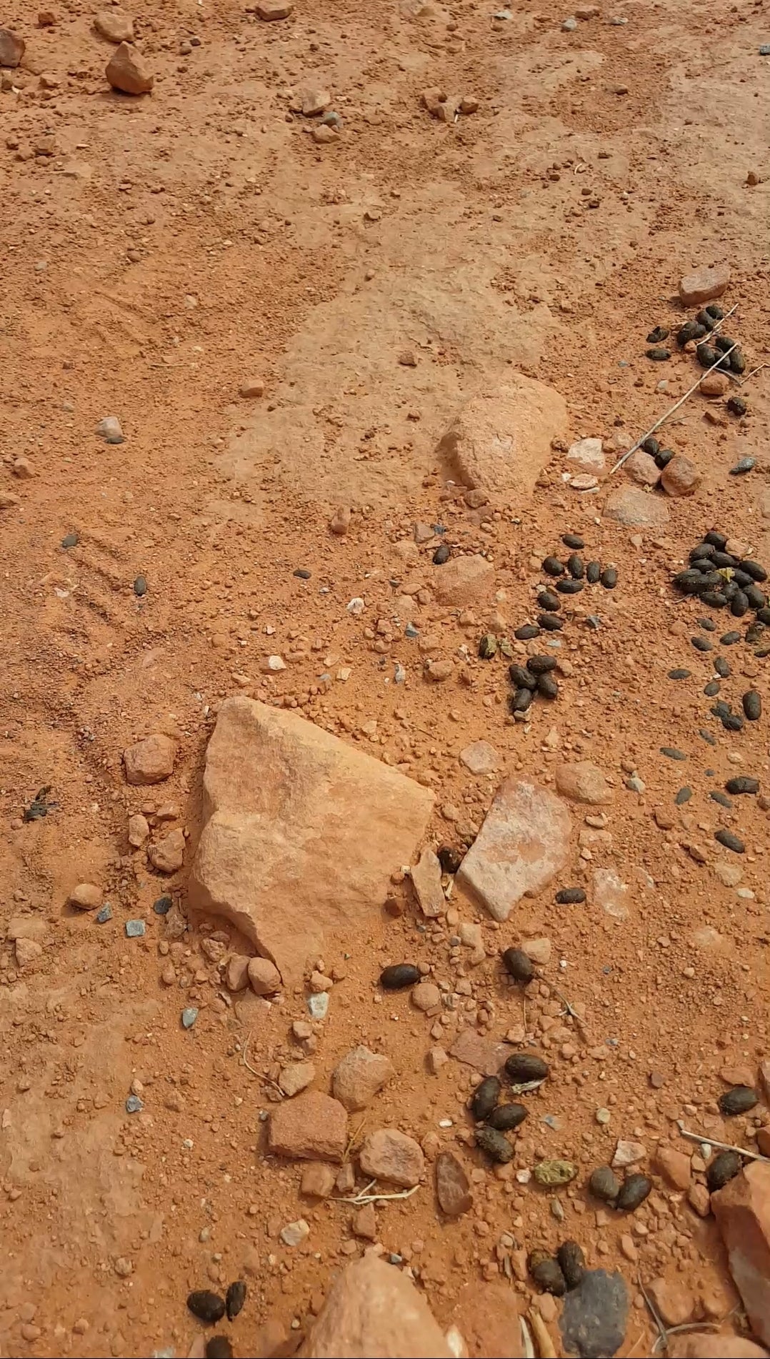 Valley of Fire!! 🔥 (For 4 people) "Private Tour" 🐾🫏🐂🦬🦎🐫🦇🐆