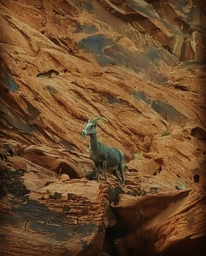 Virtual Tour en Español, VR headband!! VALLEY OF FIRE.🐾🫏🐂🦬🦎🐫🦇🐆